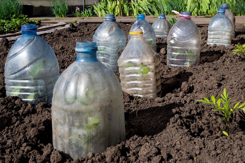 vegetable container gardening for beginners