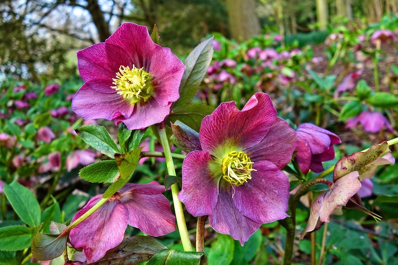 Pruning Clematis
