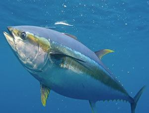 Yellowfin Tuna Fishing – The Basics
