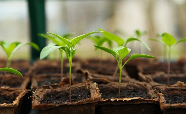 How does hydroponic gardening work?
