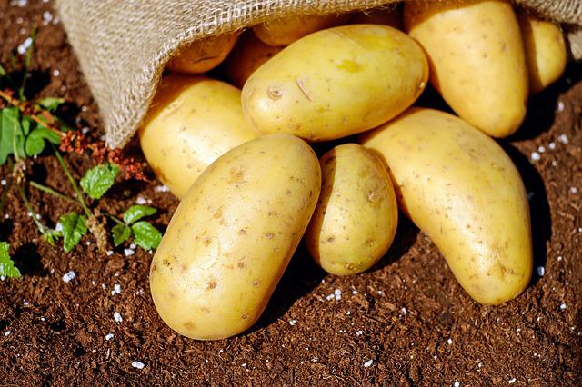 Vegetable Gardening