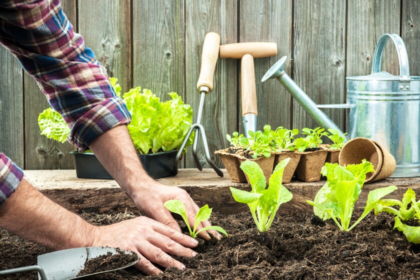 Growing indoor plants from seeds
