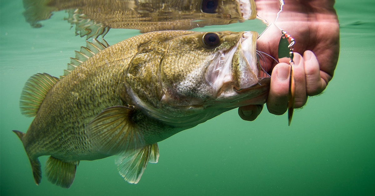 Fall fishing for bass
