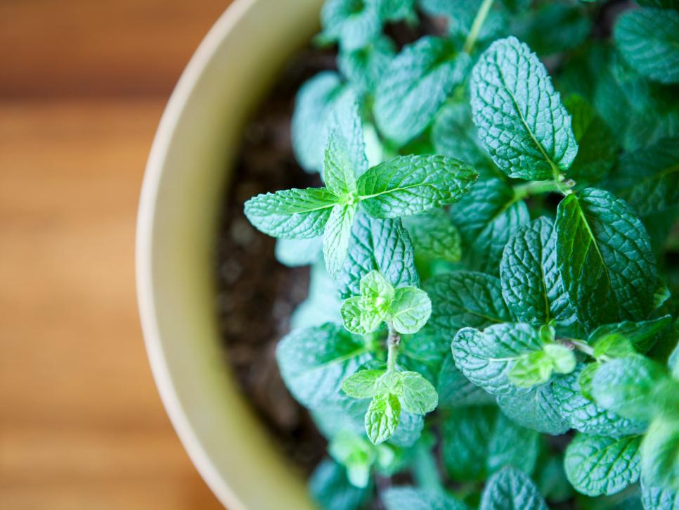 How to Grow Peppermint Plants
