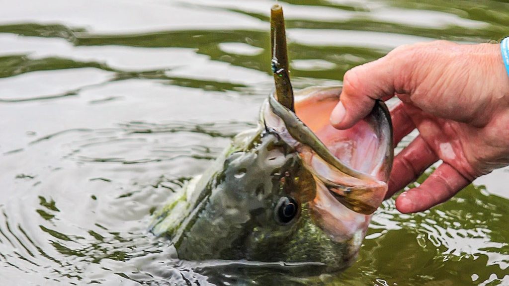 How to Catch Largemouth Bass Fishing from the Bottom
