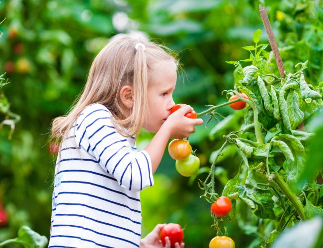 garden growing