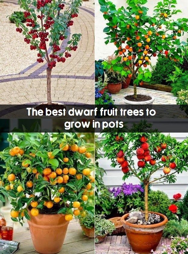 tips and tricks on gardening