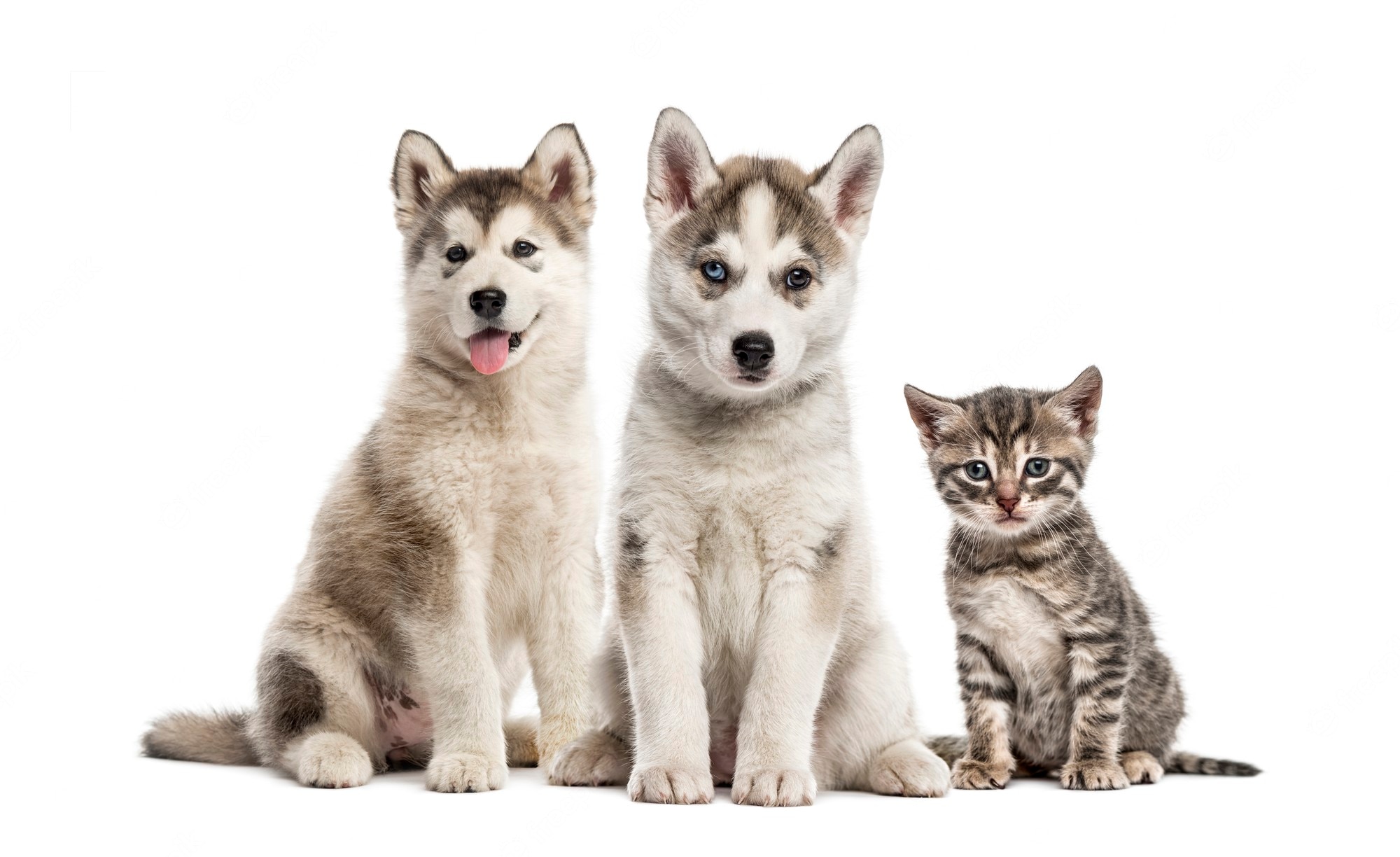 Is Pet Insurance Worth It?
