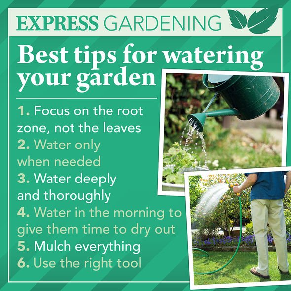 outdoor garden tips