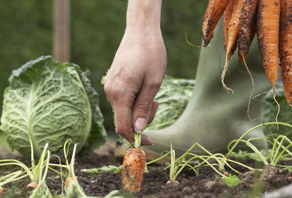 Easy Weeding Tips - The Best Way to Pull a Lot of Weeds Fast
