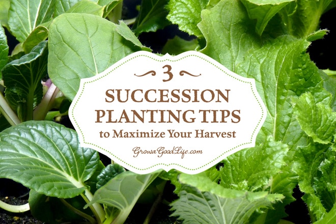 How to Harden Seedlings for Transplanting
