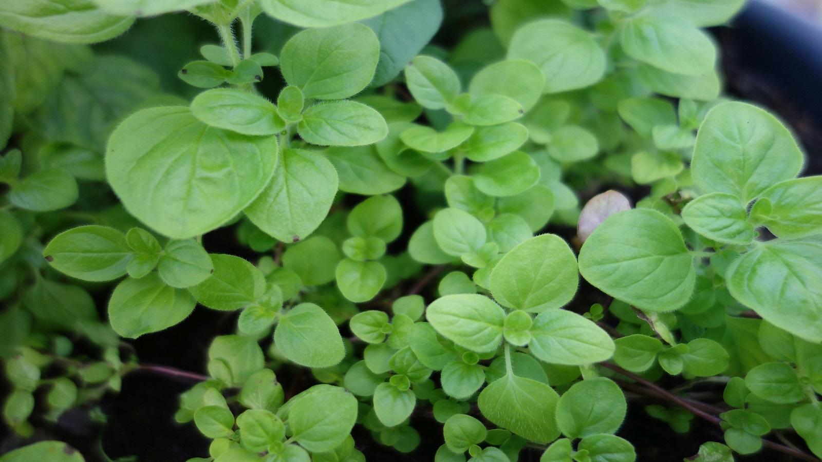 herb gardening in containers for beginners