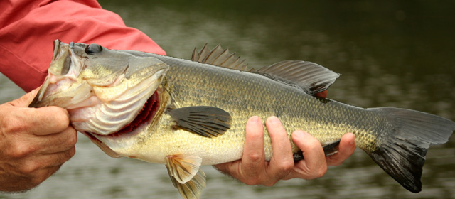 Fishing after the Rain
