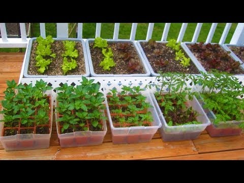 simple home garden