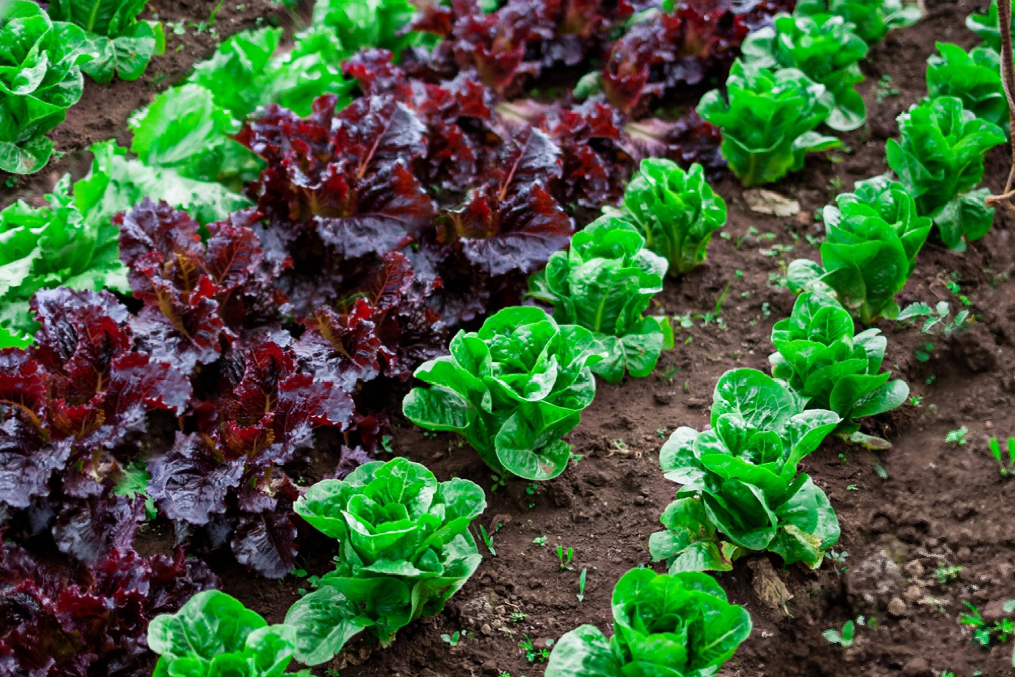 Easy Herbs You Can Grow Indoors
