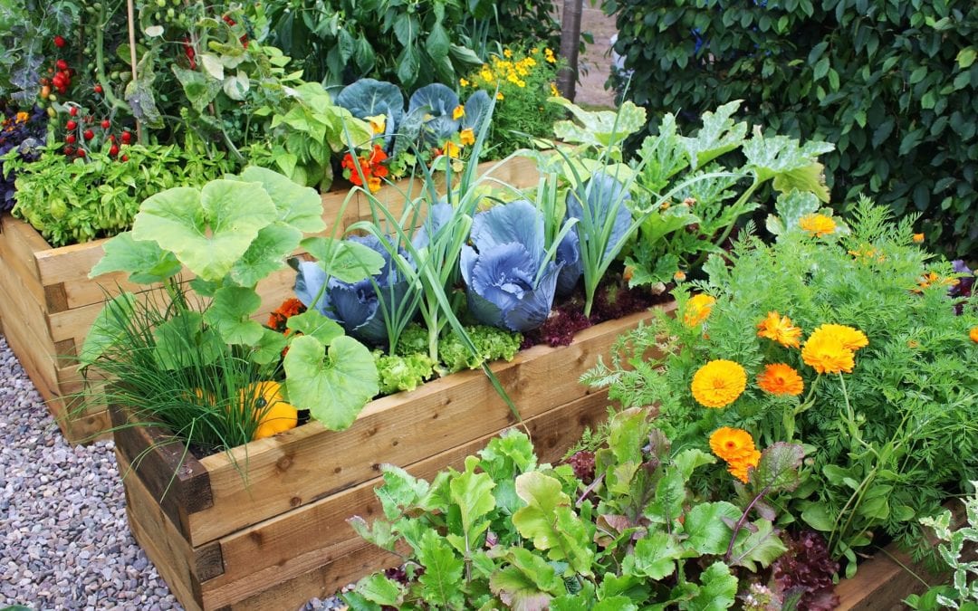 planting vegetable garden tips