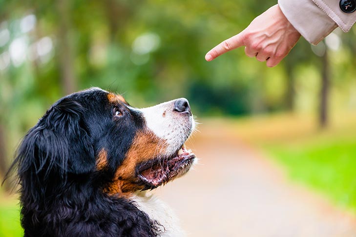 Positive Reinforcement Dog Trainers
