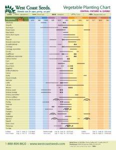 Easy Vegetables to Grow in Spring
