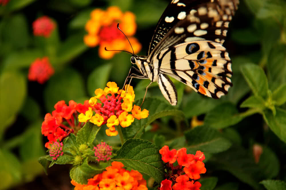 gardening tips malayalam