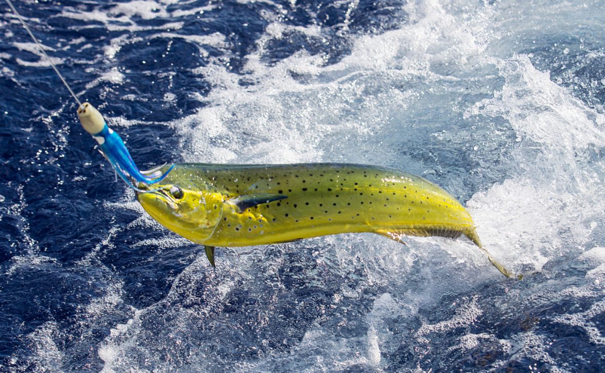 fishing kayaks on clearance