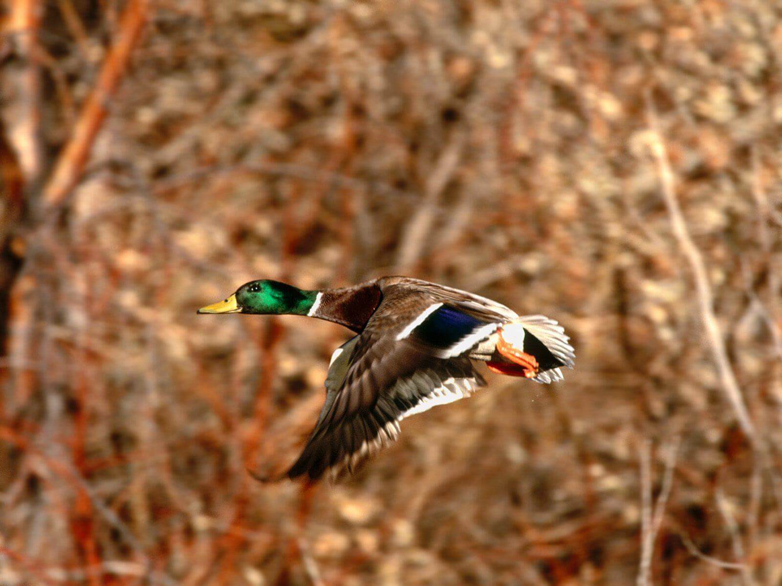 Are you allowed to hunt in state parks?
