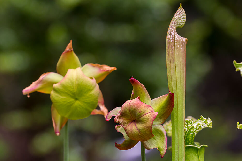 garden advice