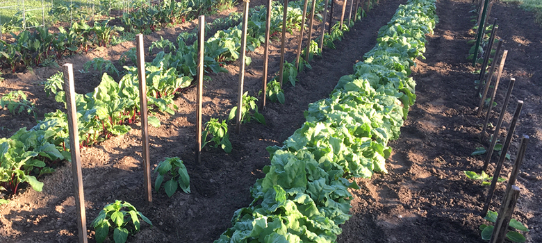 Vegetable Garden Trellises: How to Make a DIY Vegetable Trellis
