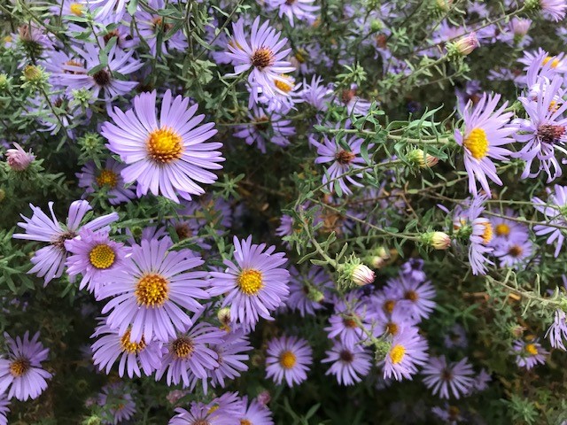 herb gardening book