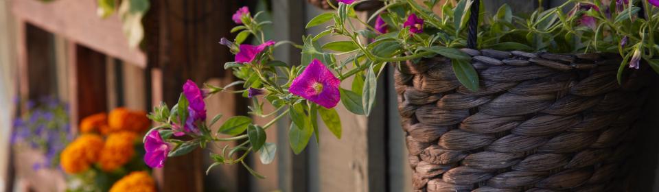 You can grow herbs on your window sill
