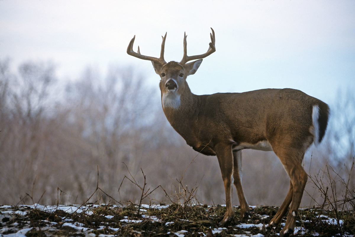 How to Select the Best Weather to Hunt Deer
