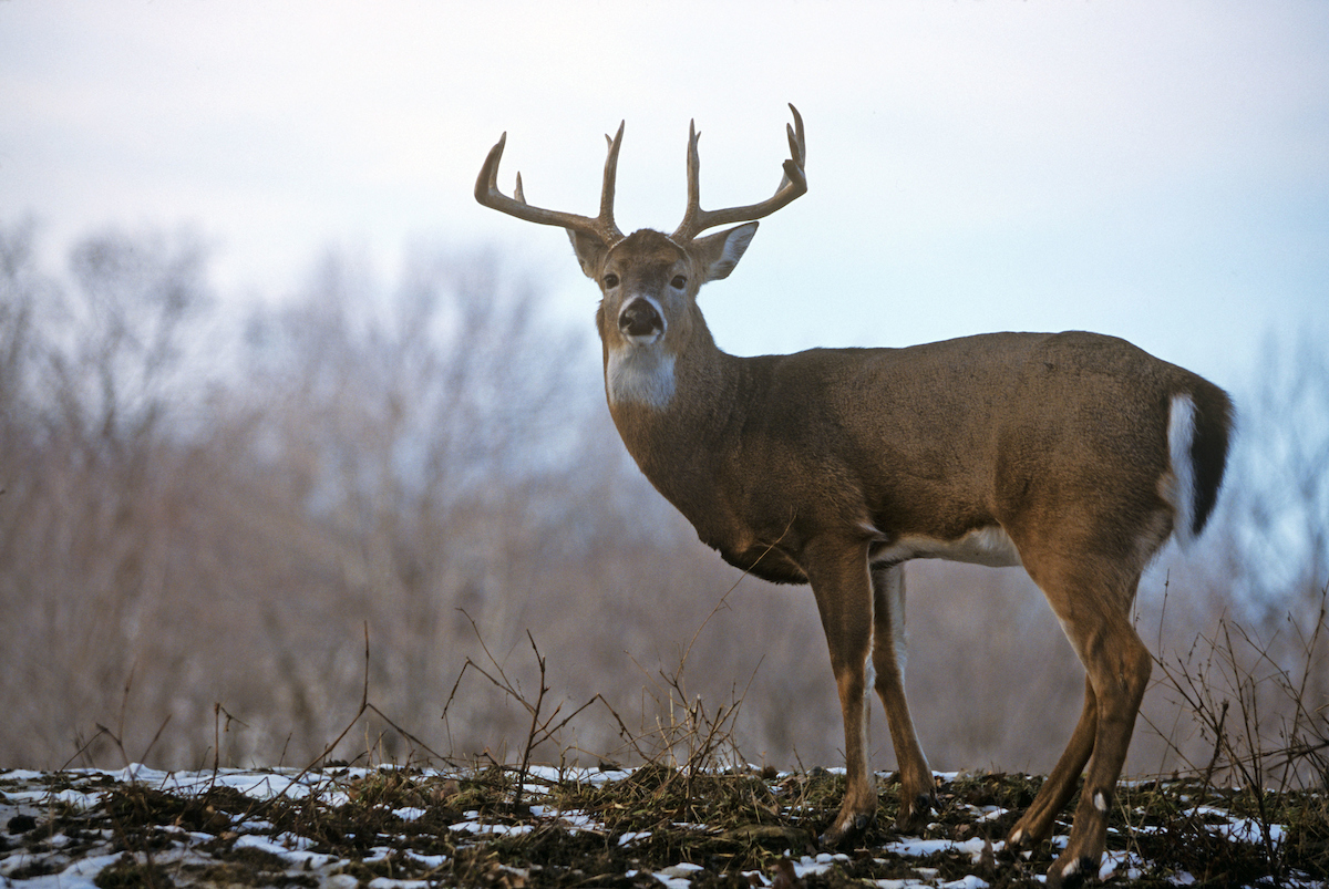 is hunting allowed in national parks