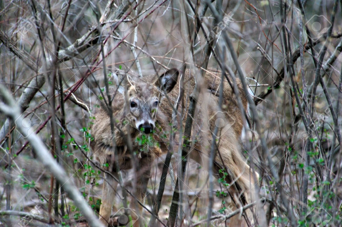 Ground Blinds for Deer Hunting
