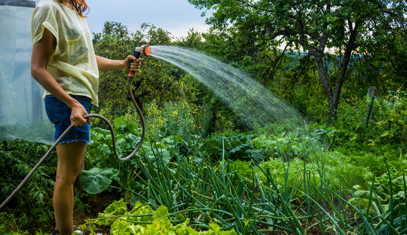 vegetable gardening ideas pictures